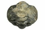 Wide, Enrolled Austerops Trilobite - Morocco #224246-3